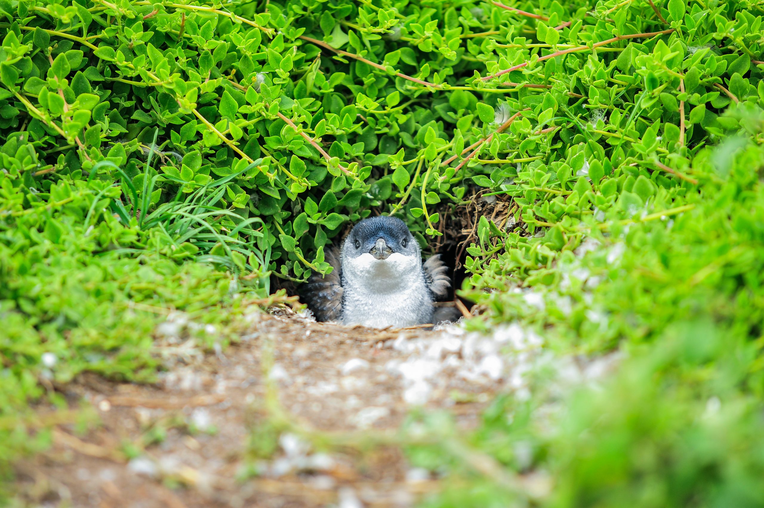 A Little Penguin popping out from it's hole on Phillip Island in Victoria, Australia.