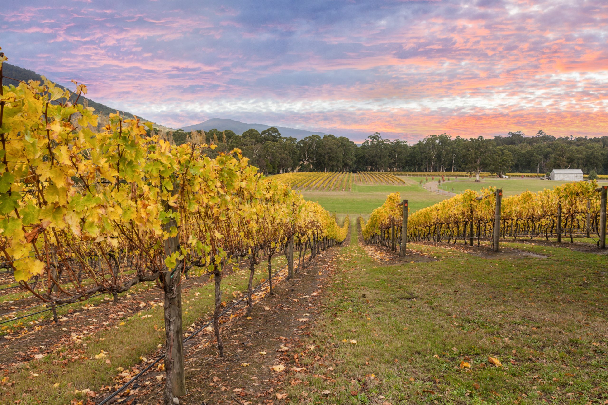 Rovs of yellow leafed fines at Vineyard in Yarra Valley, Victoria, Australia