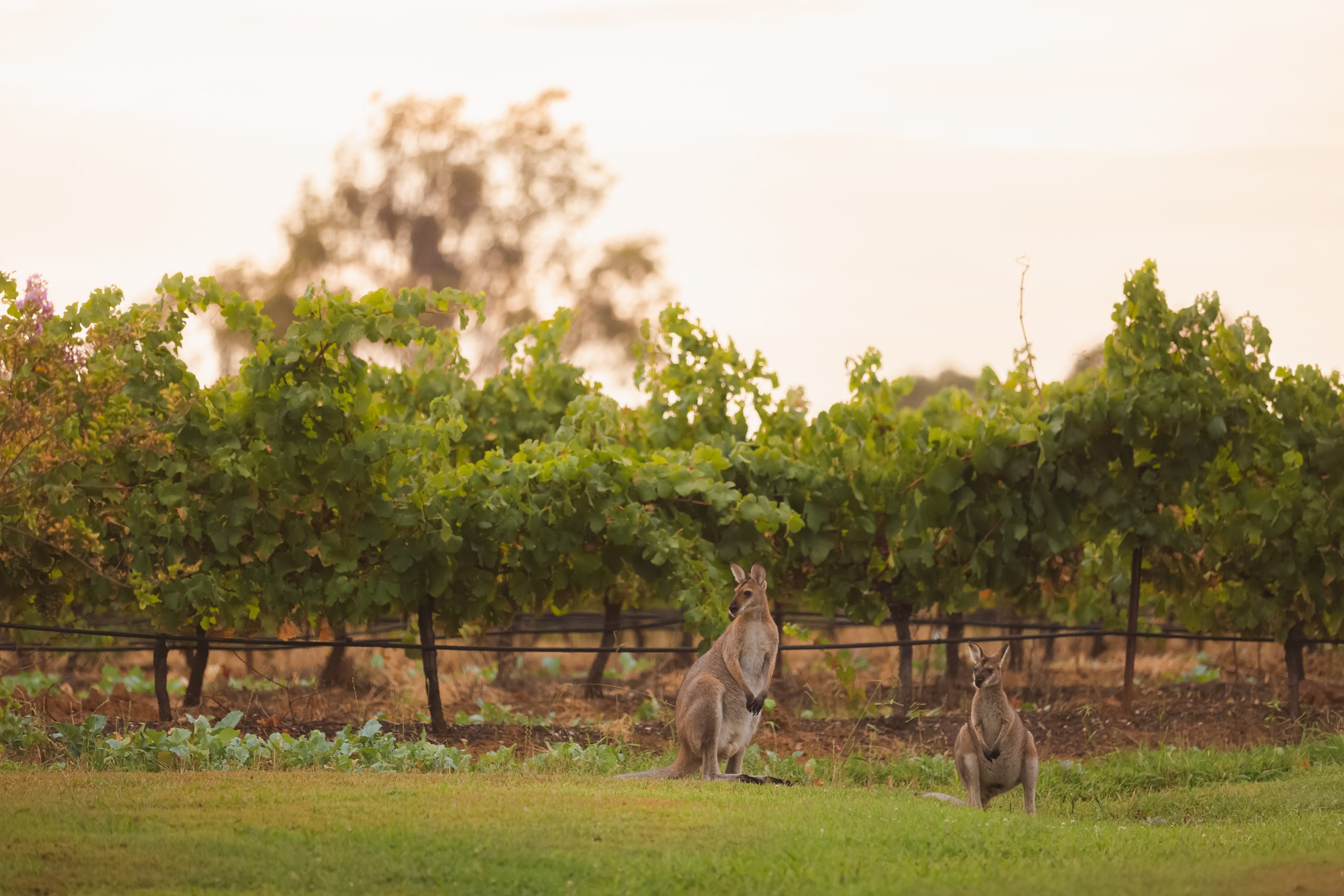 Eastern Grey kangaroos (Macropus giganteus) beside a vineyard in Hunter Valley, NSW, Australia.