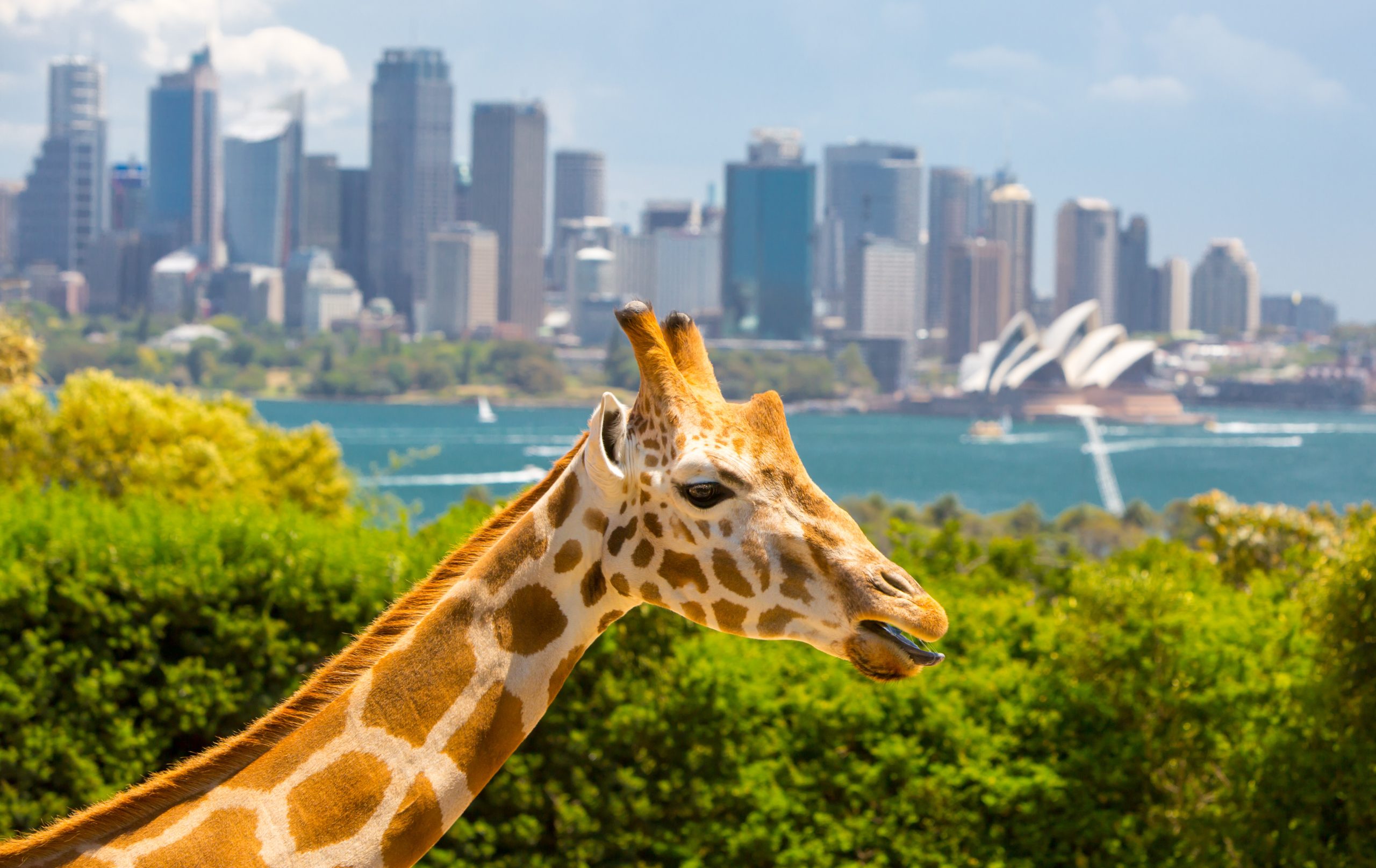 A giraffe at the Taronga Zoo in Sydney with the Opera House and skyline in the background.
