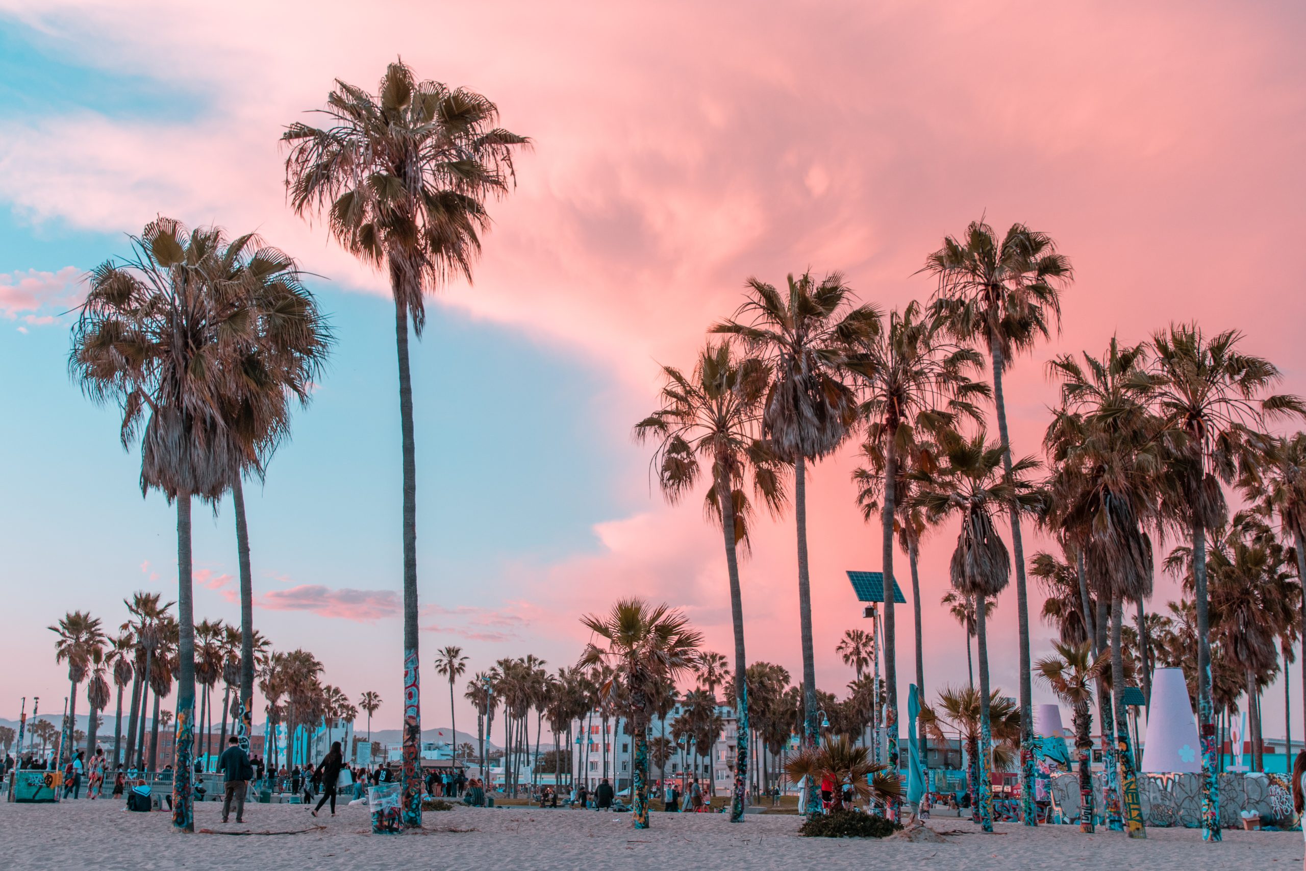Venice Beach in Los Angeles, California with tall palm trees and pink clouds on the blue sky.