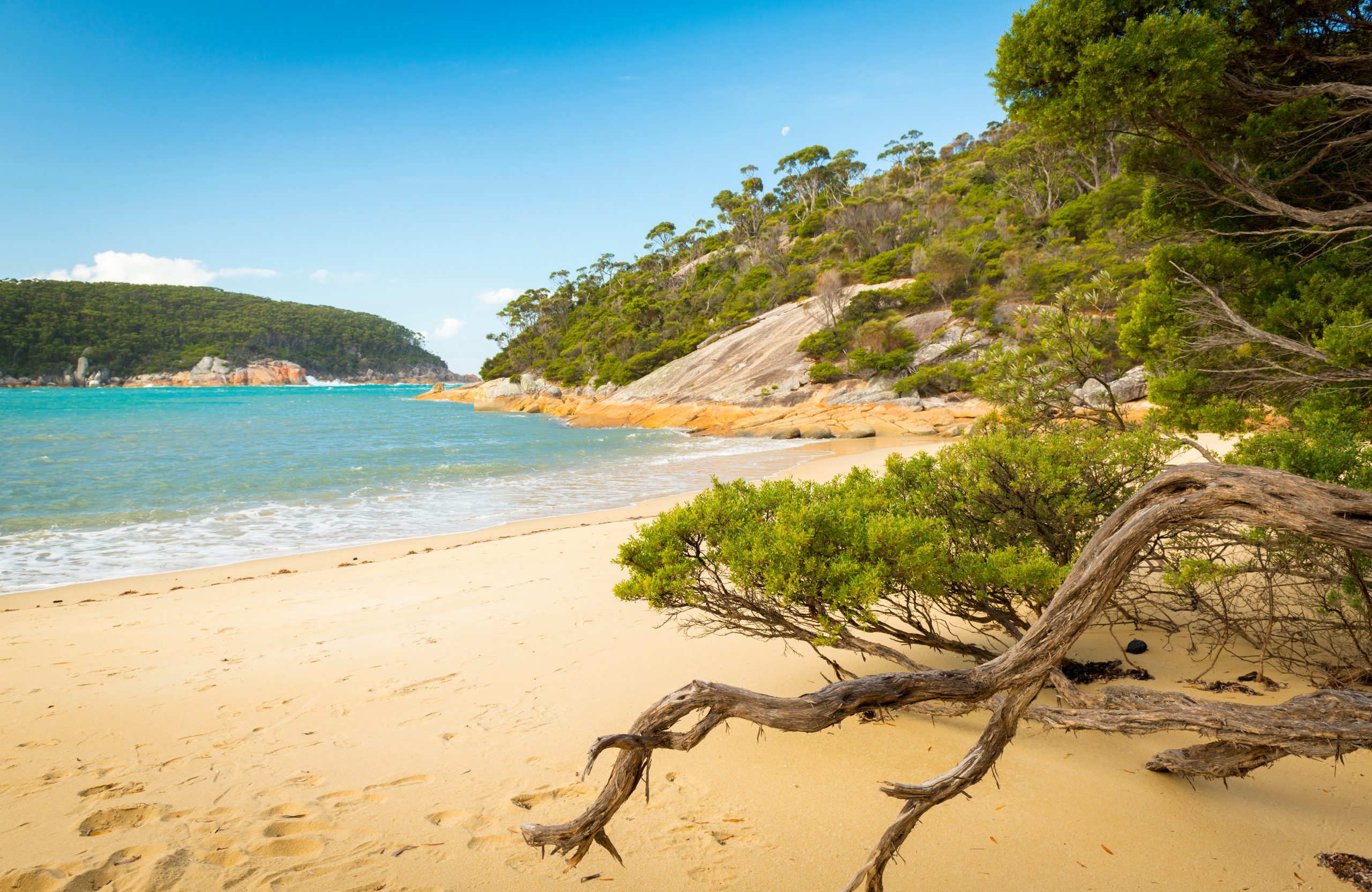 Weathered trees line the beach at Refuge Cove, in Wilsons Promontory National Park, Victoria, Australia.